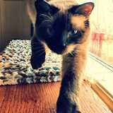 Entry image for Apollo