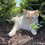 Entry image for Yuzu