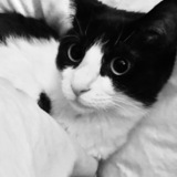 Entry image for Phryne