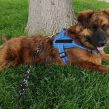 Entry image for Luna