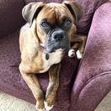 Entry image for Jasmine