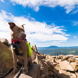 Entry image for Hennessy