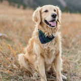 Entry image for Sophie 