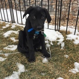 Entry image for Bear