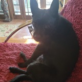 Entry image for MalcolmX