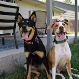 Entry image for Luna and Chase