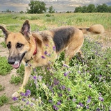 Entry image for Auggie