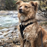 Entry image for Eevee