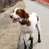 Entry image for Gunner Blue