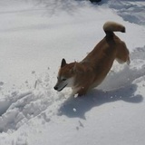 Entry image for Digi