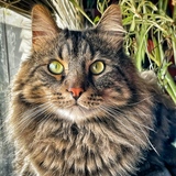 Entry image for Remy