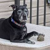 Entry image for Bradley