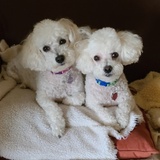 Entry image for Ginger & Zoey