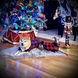 Entry image for Chloe & Kuni