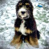 Entry image for Zoey