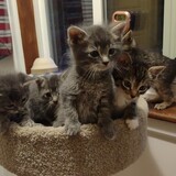 Entry image for 6 fosters