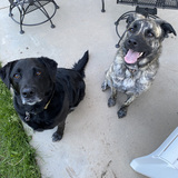 Entry image for Shelby and Cowboy