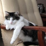 Entry image for Batman