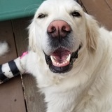 Entry image for Rudy