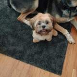 Entry image for Yoda