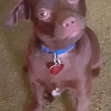 Entry image for Lil' Buster