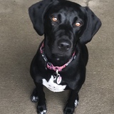 Entry image for Giggsy