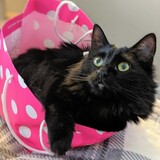 Entry image for Nori