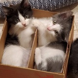 Entry image for Bessie & Dora