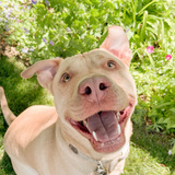 Entry image for Juniper