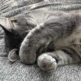 Entry image for Willow 