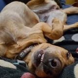 Entry image for Luna