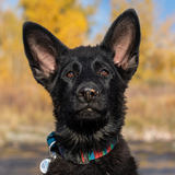 Entry image for Jett Savage