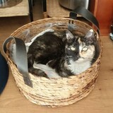 Entry image for Mittens