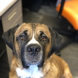 Entry image for Osito