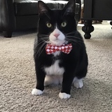 Entry image for Bruce