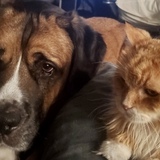 Entry image for Osito & Gato