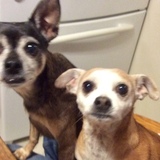 Entry image for Roscoe & Pinon