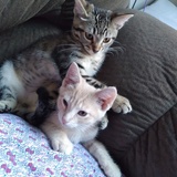 Entry image for Helios and Selene 