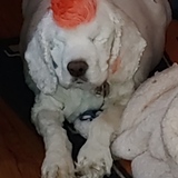 Entry image for Tango