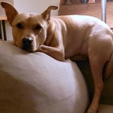 Entry image for Lucy