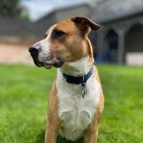 Entry image for Woody