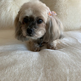 Entry image for Chloe