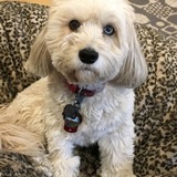 Entry image for Hazelnut Blue