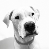 Entry image for Odin