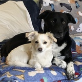 Entry image for Rio and Lulu