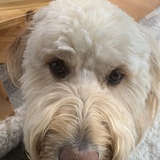 Entry image for Eliza