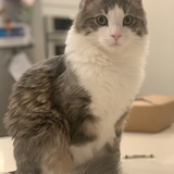 Entry image for Leon