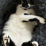 Entry image for Mozart