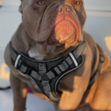 Entry image for Diesel Johnson