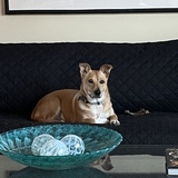 Entry image for Digby